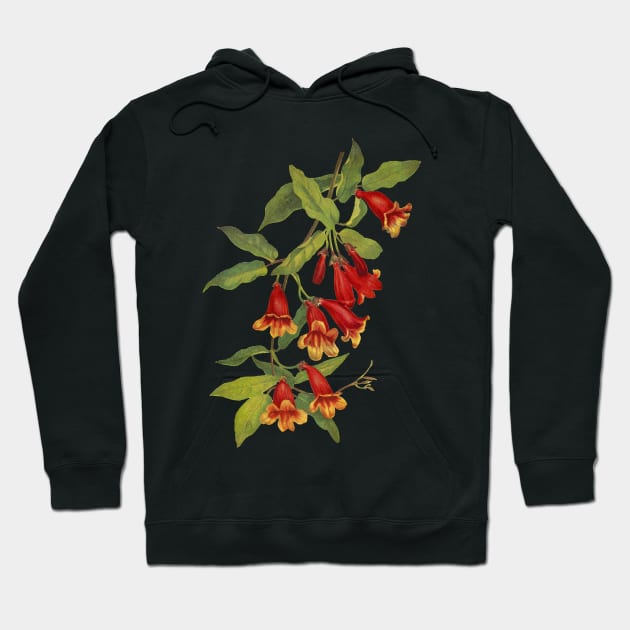 Crossvine - Bignonia capreolata - botanical illustration Hoodie by chimakingthings